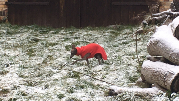 Nikolaus gesichtet...